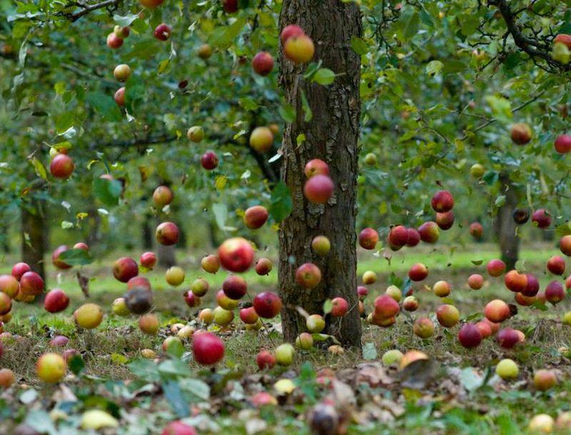 http://livadacupruni.files.wordpress.com/2012/09/falling-apples2.jpg